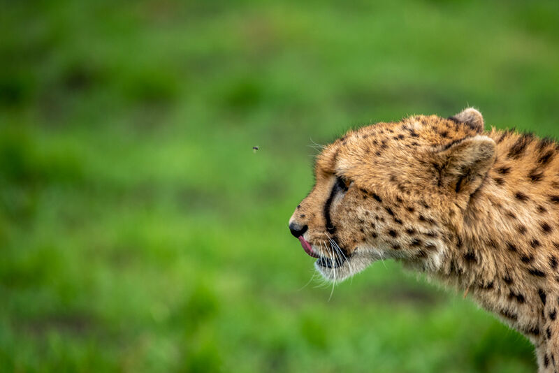 Cheetah profile in the Samburu wilderness