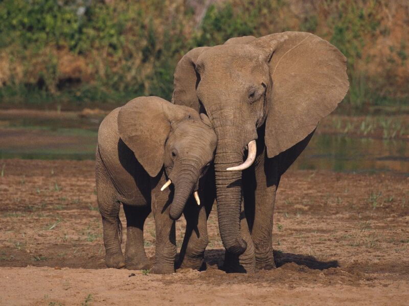 Elephants in Amboseli National Park with Mount Kilimanjaro behind