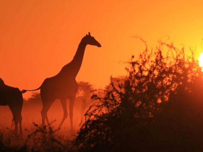 Giraffe with snow-capped Mount Kilimanjaro in the background