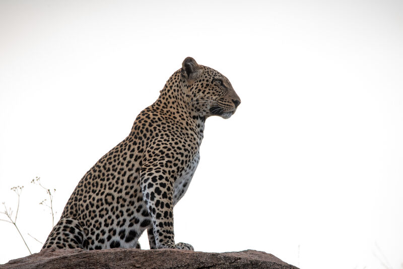 Lion and wildlife in the Masai Mara grassland